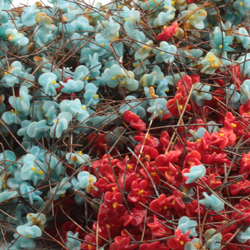 Lot (1900) Vintage Czech micro lampwork turquoise blue and red bicolor flower headpin glass beads