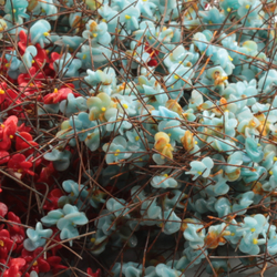 Lot (1900) Vintage Czech micro lampwork turquoise blue and red bicolor flower headpin glass beads