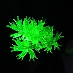 X Large Bouquet lampwork 12" Art Glass bead Uranium cornflower Bunch Flower stem ornament - kopie