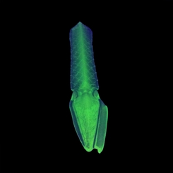 Vintage Czech uranium green glass colonial spear Chandelier prism unfinished 4.8"