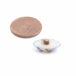 16mm antique Czech aventurine goldstone striped blue white satin bicolor oval lampwork glass button