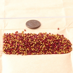 Lot (1200) ss8 Czech vintage Ruby red glass rhinestones