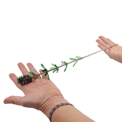 X Large Czech lampwork Art glass Thyme Herb Large Wildflower stem ornament