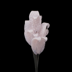 Czech lampwork glass pink satin flower leaf glass bead (1 bead)