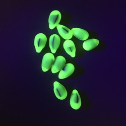 Lot (12) Vintage Czech frost bicolor uranium green glass grape Chandelier fruit lamp prism beads 24mm